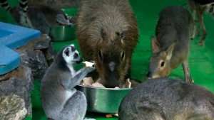 У капибары вечером ужин в кругу друзей.