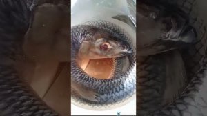 СЛАБОСОЛЕНАЯ СЕЛЕДКА. ЦЕЛИКОМ. РЕЦЕПТ. В ДОМАШНИХ УСЛОВИЯХ. ЖАРЕНАЯ РЫБА. ЧИТАЙТЕ И ОПИСАНИЕ. Лайк!