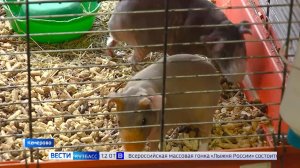 В кемеровском зоомагазине торговали животными без документов