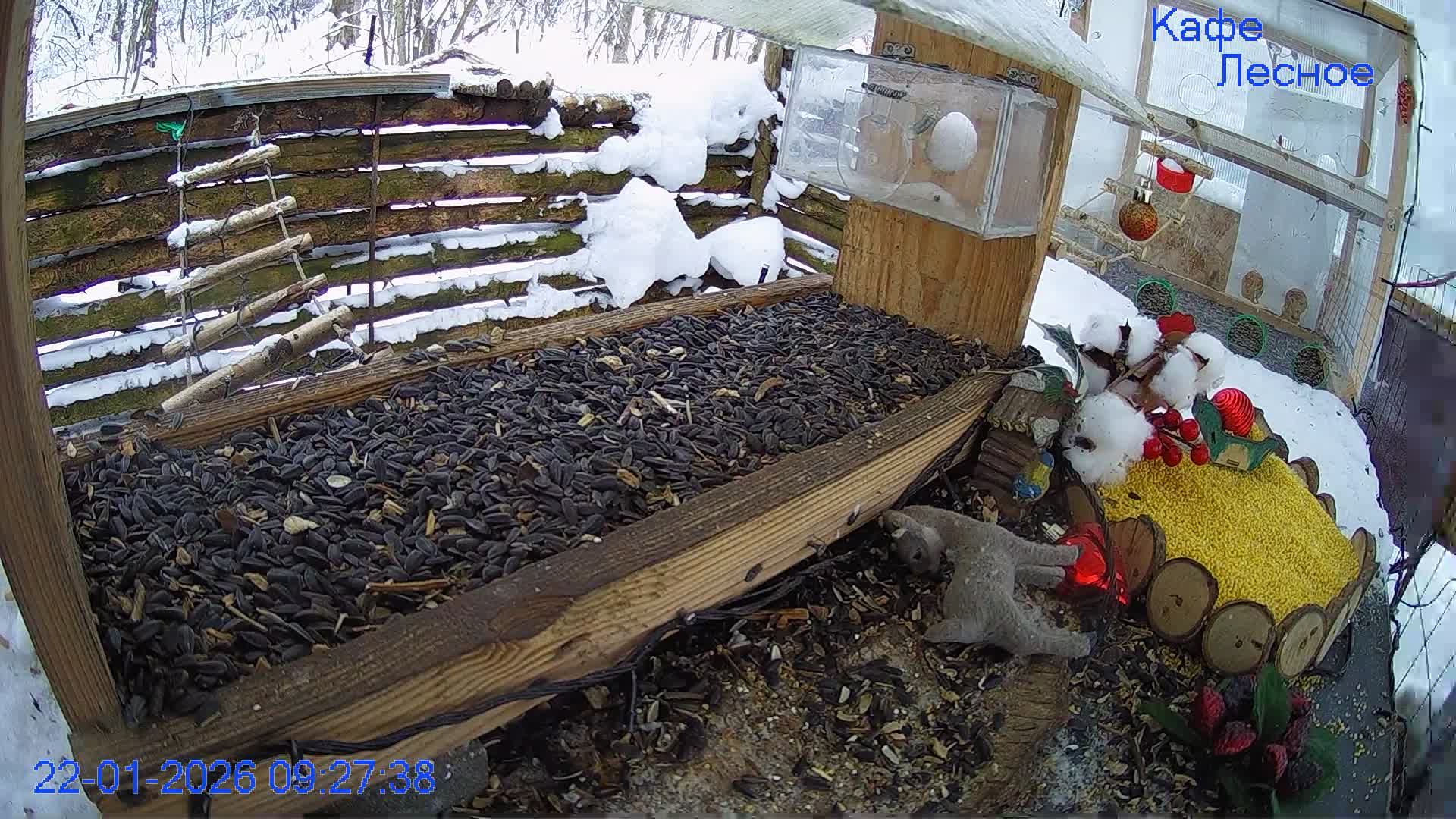 24 LIVE Главная Кормушка смотреть онлайн