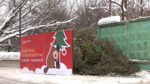 Сдал ёлку — помог природе. В округе проходит ежегодная экологическая акция