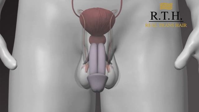 Рак яичка - самый частый вид рака у молодых мужчин 20-40 лет! смотреть онлайн