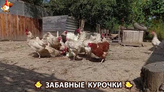 Забавные курочки несушки на сельском подворье 🤗😂😜 (98) смотреть онлайн