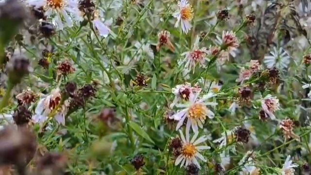 #ах как красив мой город после ремонта кормим уток птичек смотреть онлайн