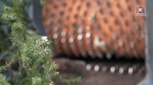 Живая ёлка осыпается? Подарите ей вторую жизнь!