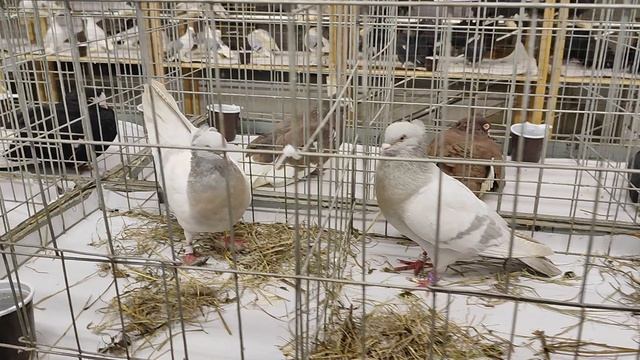 18.01.2026г Выставка в ЦСКА Москва ч.5 смотреть онлайн