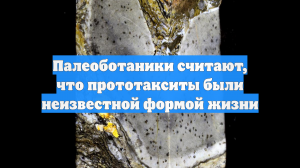 Палеоботаники считают, что прототакситы были неизвестной формой жизни