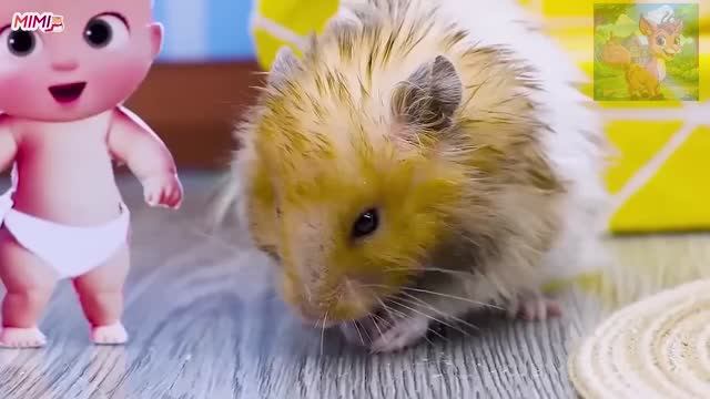 Маленький хомячок и его очаровательный босс играют в прятки, чуть не рассердившись, когда не могут смотреть онлайн