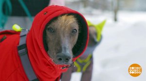 Собака, одевайся, идем гулять! Доброе утро. Фрагмент выпуска от 22.01.2026