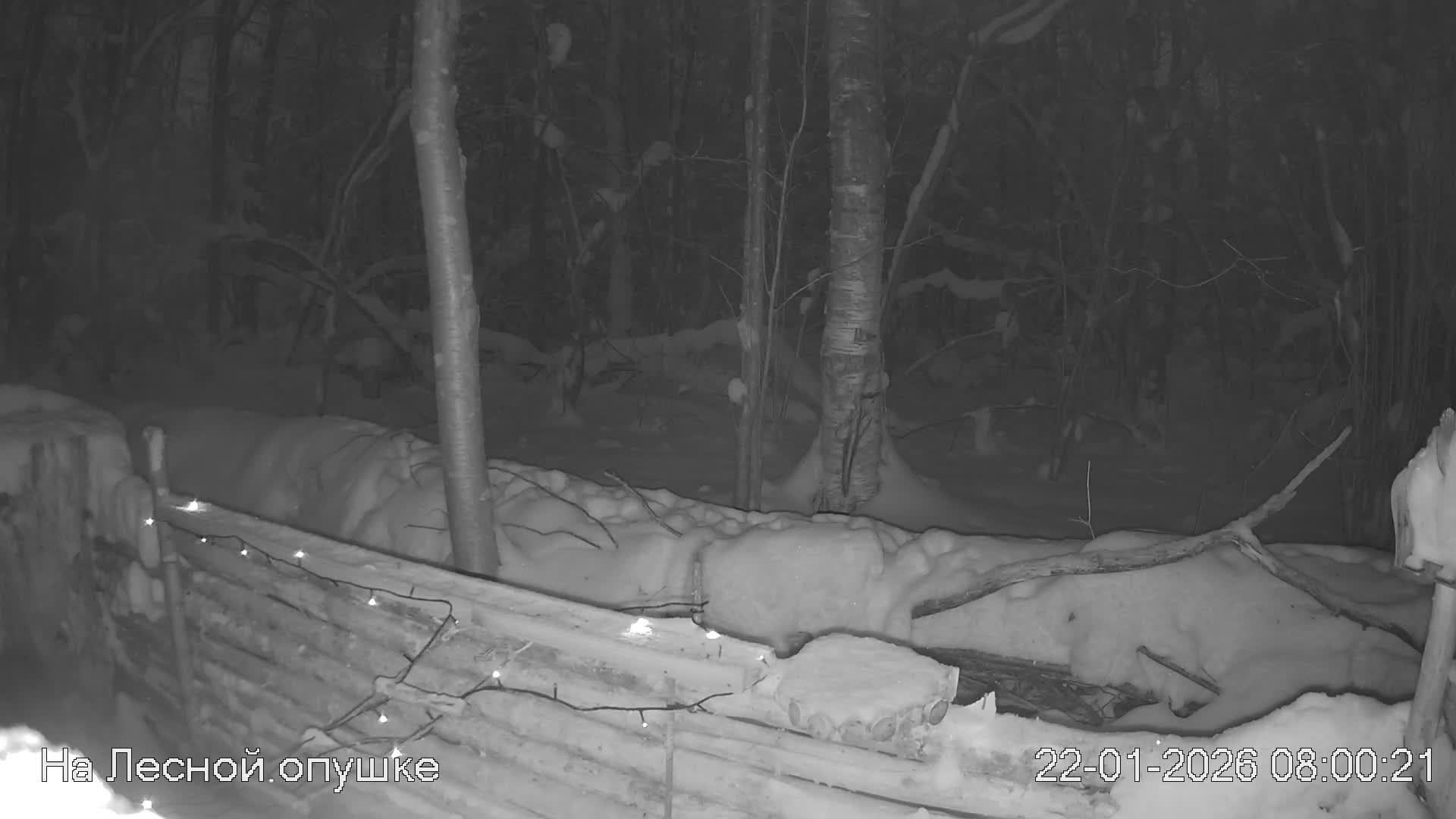 LIVE: На лесной опушке. Природа онлайн смотреть онлайн