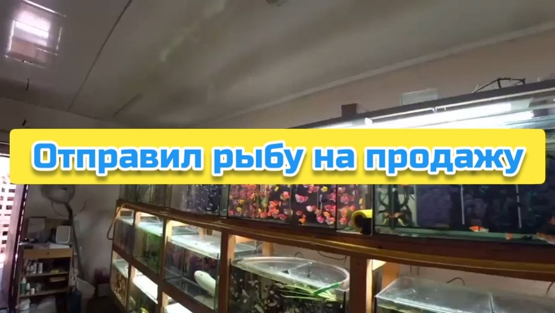 Отправил рыбку на продажу смотреть онлайн