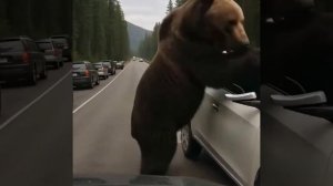 Жестокость дикого мира