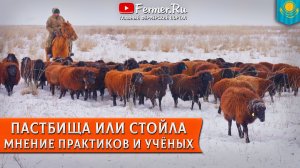 Эдильбаевские овцы зимой. Почему первокотки такие упитанные в январе? Зимняя тебенёвка и трава изень