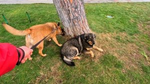 Море волнуется. +6 погода в Ялте. Рыжик встретил друзей.Крым 22.01.2026