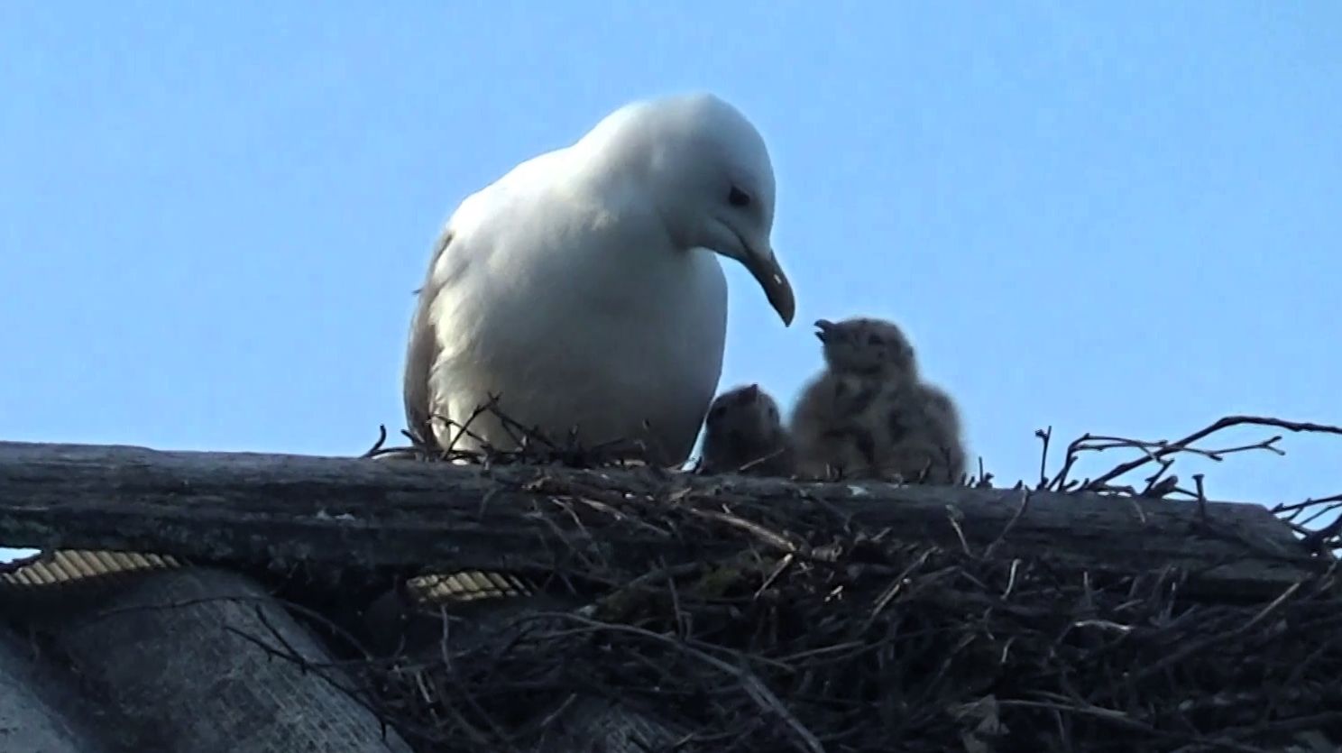 Вот это да. Гнездо чаек на крыше дома. смотреть онлайн