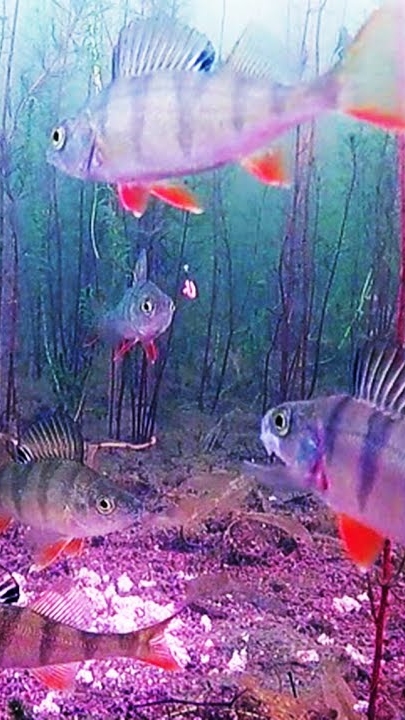 КАК КЛЮЁТ ОКУНЬ! смотреть онлайн