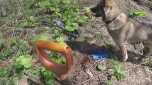 Дочищаю территорию геологов,нашёл триангуляционную точку высоты