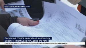 Иркутянка отдала питомца в частую ветклинику, чтобы вылечить, а после даже не могла получить его тел