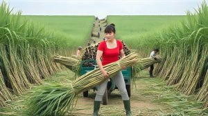 Собираю урожай сахарного тростника и везу на трицикле на продажу в деревню. Фуонг. Вьетнам