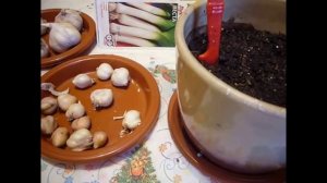 2143.    Использование мелкого чеснока.