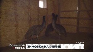 ЗИМОВКА НА ФЕРМЕ. Большой город 22/01/2026