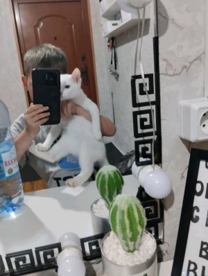 СНИМАЮ СВОЮ КОШКУ