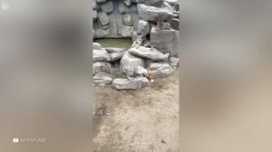 Животные приколы и не только😅