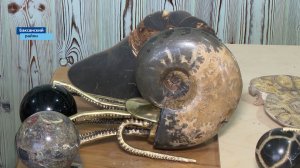 Аммониты не только сохраняются на миллионы лет, но, как оказалось, отлично вписываются в интерьер