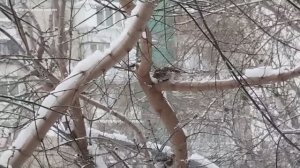 Дрозд рябинник