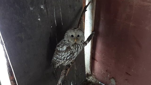 Гайд как помочь птице, если вы ее нашли. смотреть онлайн