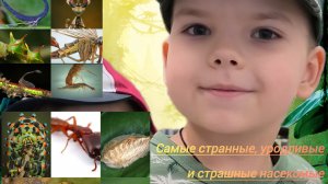 Обзор на странных, уродливых и страшных насекомых мира