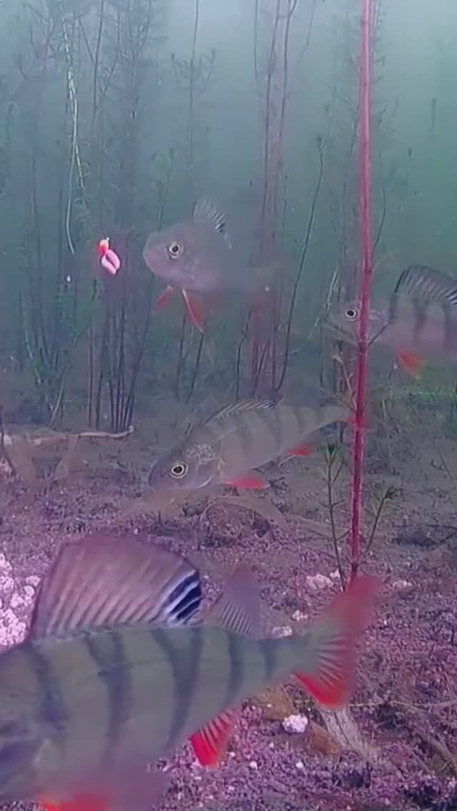 КАК КЛЮЁТ ОКУНЬ!