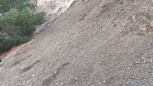 Грибы помогают деревьям пережить засуху!