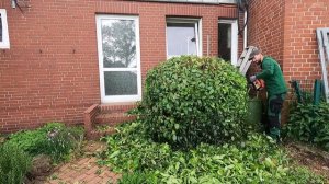 Кусторез. Обрезка куста лавра