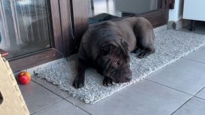 Один ДЕНЬ из ЖИЗНИ шарпея РЭЯ