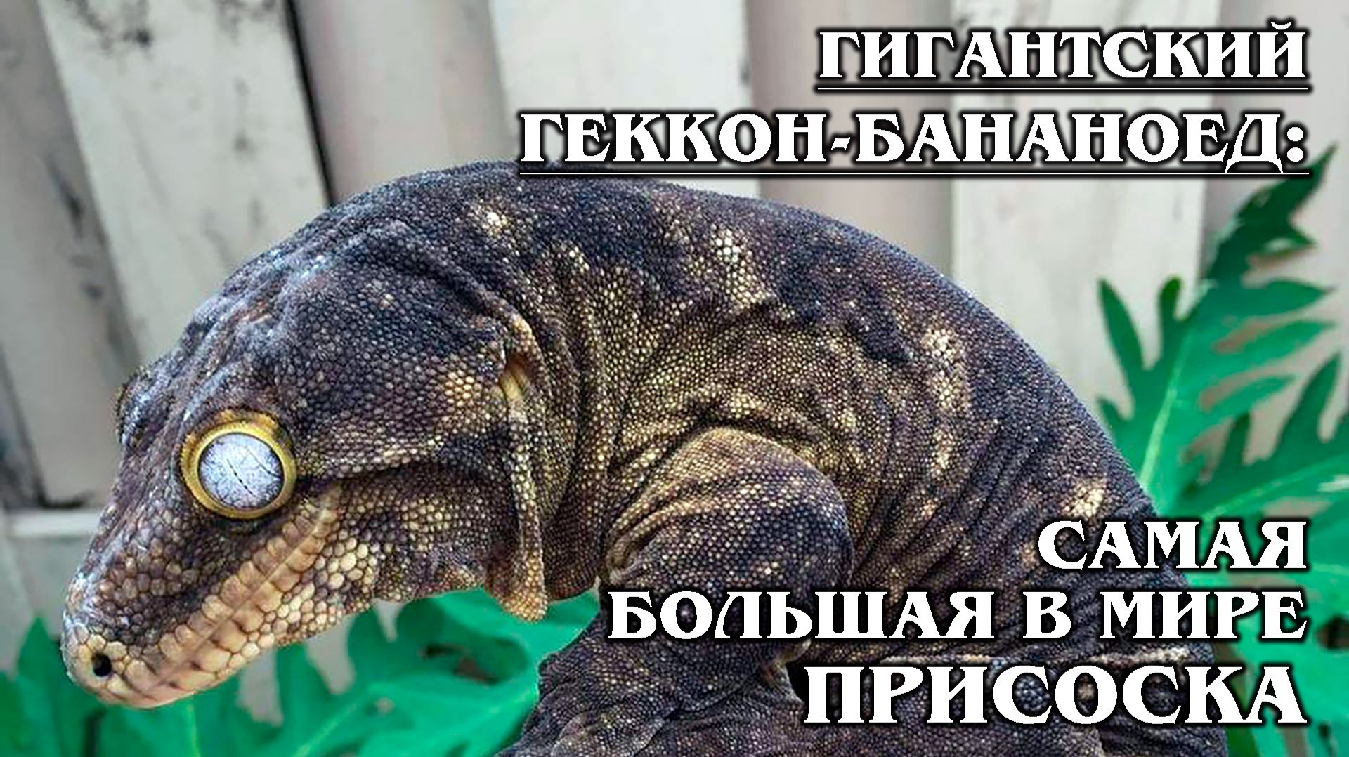 Гигантский Геккон-Бананоед: "Шарпей" в мире рептилий | Интересные факты про рептилий смотреть онлайн
