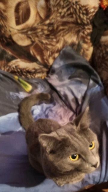 Кот Атос отдыхает на кресле! #shorts #котатос #животные #коты #кошачийотдых смотреть онлайн