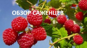 Обзор саженцев..Сорта малины и вишни для севера РФ