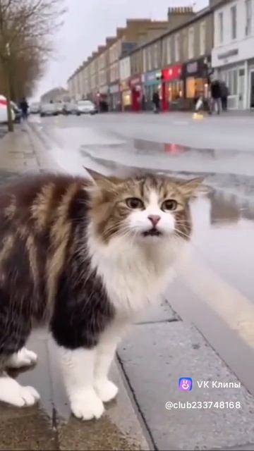 Приколы с животными смотреть онлайн