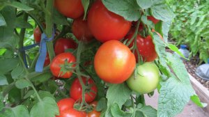 ЛОРА - НИЗКОРОСЛЫЙ СОРТ ПОМИДОРОВ, РАННИЙ, УРОЖАЙНЫЙ И ВКУСНЫЙ!