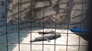 Крокодилы 🐊 греются на солнце 🌞 на Крокодиловой фабрике на Азовском море в станице Голубицкая