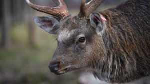 Генпрокуратура выявила массовые нарушения в десятках заповедников