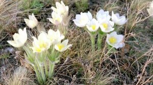 Валерий Плесеинов - Весна (Не Отпускай)