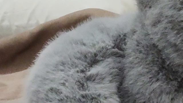 🦝енот паласкун Ерокс смотреть онлайн