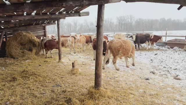 сегодня о животноводстве   очередной день с животноводством смотреть онлайн