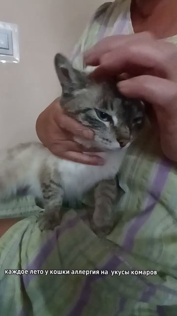 Аллергия у кошки.