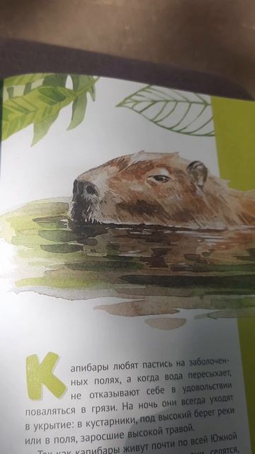 Серия Такие разные животные издательство Бумба