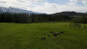 Хранители Алтая - Лошади