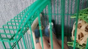 мой попугай каркает на меня 🫣🙄🫢