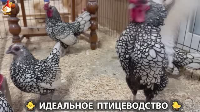 Идеальное птицеводство достойно восхищения 🐓🦆🦢🦚🦃🐔 эпизод (446) смотреть онлайн